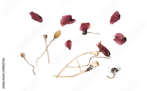 Fototapeta Naklejka Na Ścianę i Meble -  Dry wild poppy flowers and petals, isolated on white background, top view