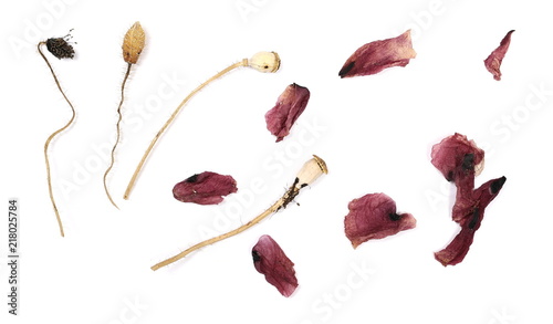 Fototapeta Naklejka Na Ścianę i Meble -  Dry wild poppy flowers and petals, isolated on white background, top view
