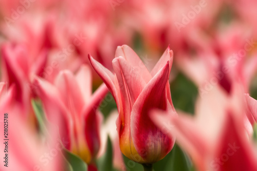 Fototapeta Naklejka Na Ścianę i Meble -  Tulip flower close-up