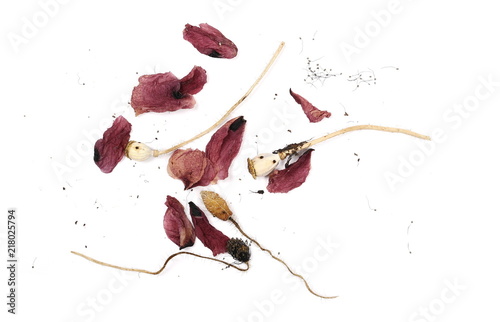 Fototapeta Naklejka Na Ścianę i Meble -  Dry wild poppy flowers and petals, isolated on white background, top view