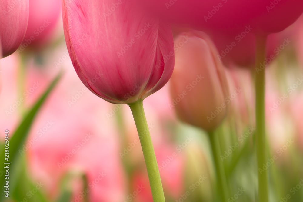 Naklejka premium Tulip flower close-up