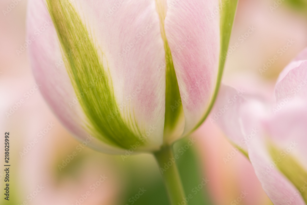 Fototapeta premium Tulip flower close-up