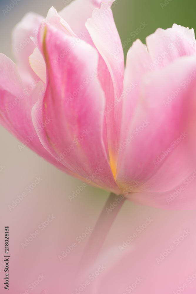 Fototapeta premium Tulip flower close-up