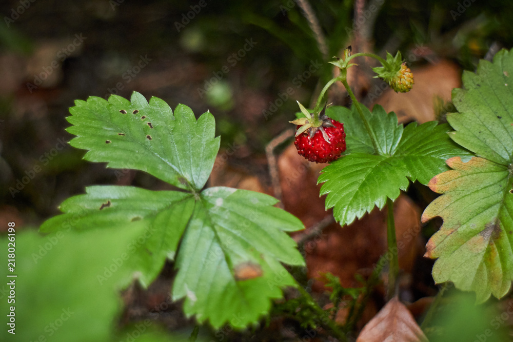 Strawberries, cranberries. Berries. Berries in a mountain forest. Organic products. Strawberries, cranberries. Berries. Berries in a mountain forest. Organic products.