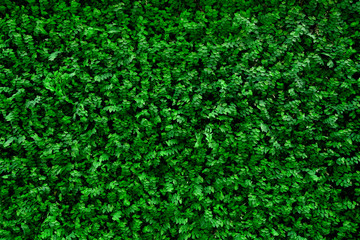 Ivy plant bush wall for interior and exterior decoration and nature background
