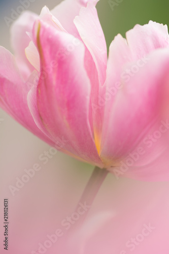 Fototapeta Naklejka Na Ścianę i Meble -  Tulip flower close-up