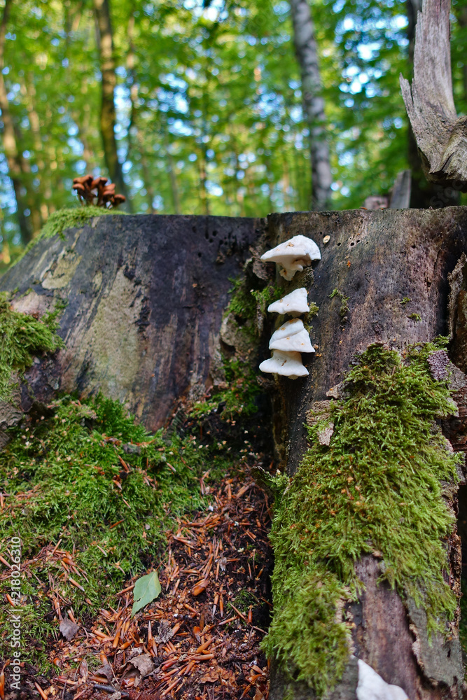 Close up of mushroom