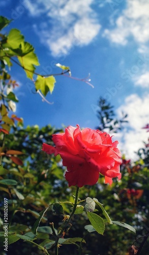 Красная роза на фоне синего неба