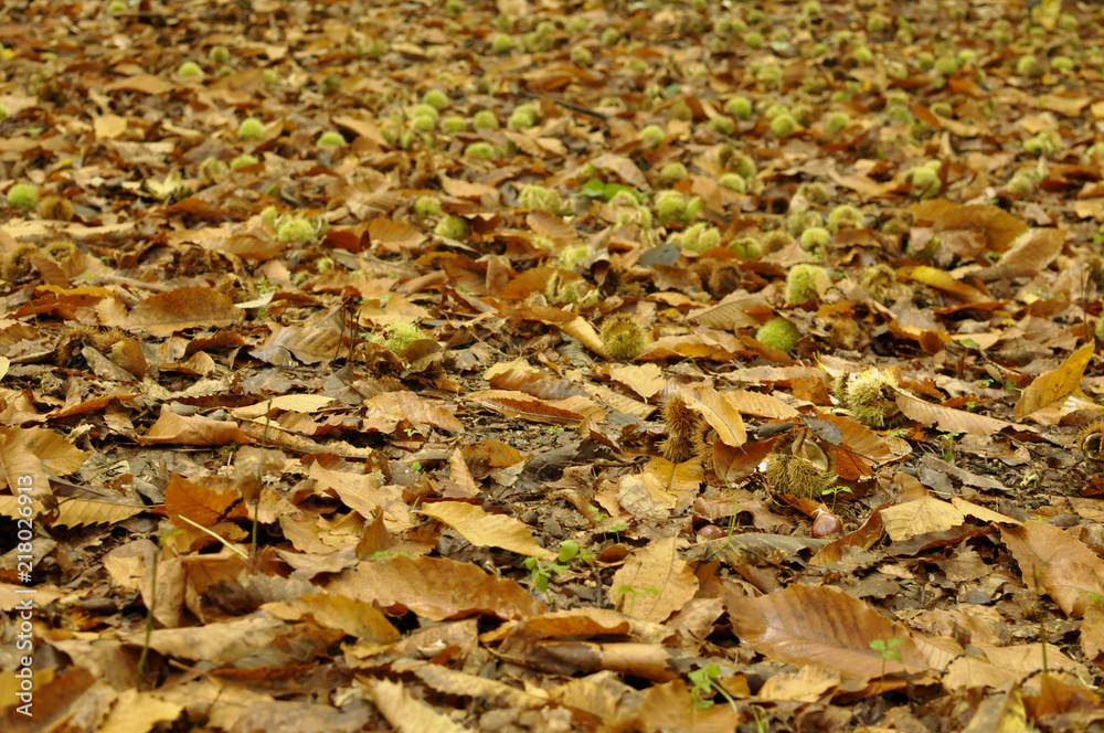 sol couvert de feuilles d'automne oranges et de bogues de châtaignes pendant la saison sol couvert de feuilles d'automne oranges et de bogues de châtaignes pendant la saison