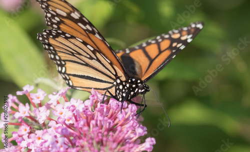 Monarch Butterfly on pink bush 9 © Tina Claypool