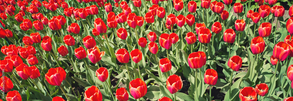 Scarlet tulips grow in the field, beautiful red flowers on a glade in the park
