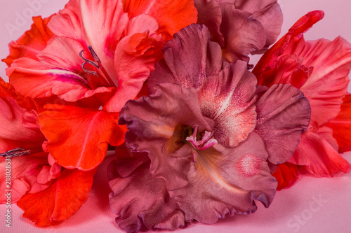 several gladiolus flowers pale pink  chocolate  on a pink background