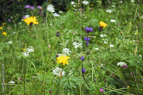 Mountain flower. Wildflowers. A unique flower. Flowers in the mountains of the Carpathians.