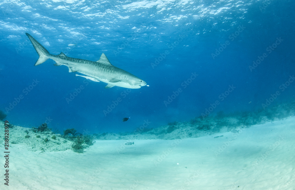 Obraz premium Tiger shark at Tigerbeach, Bahamas