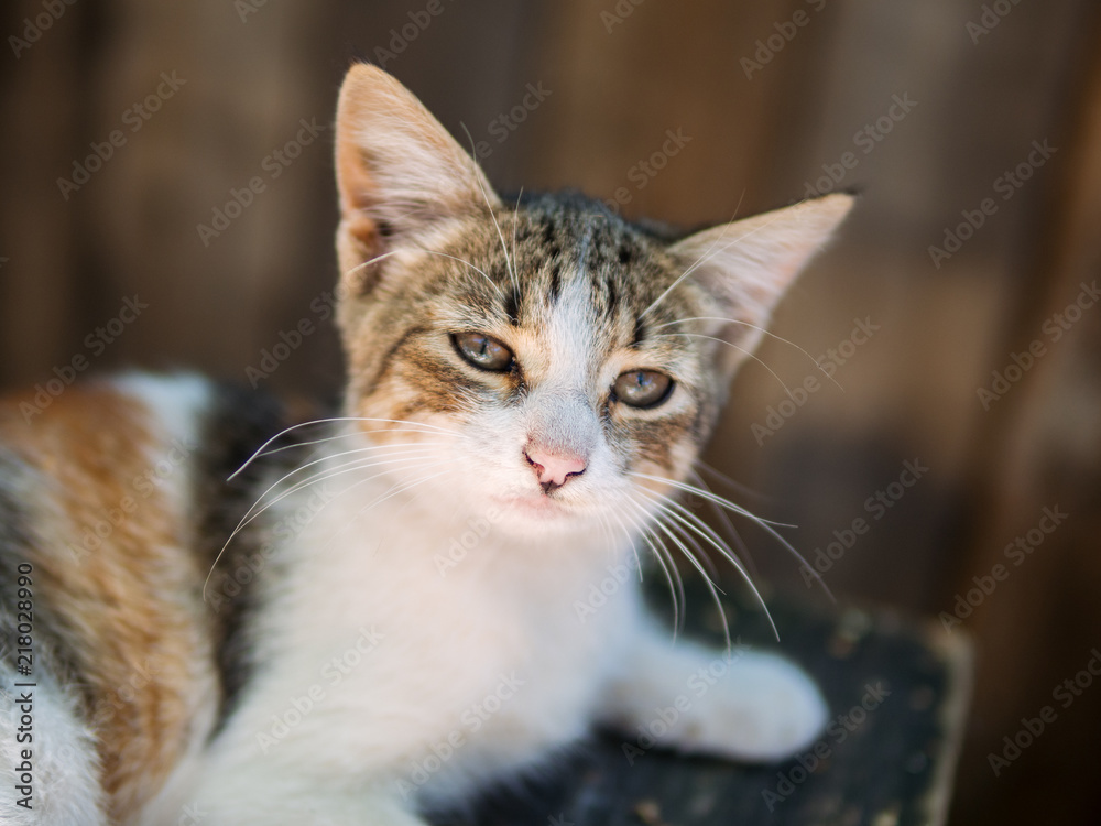 portrait of a cute stray kitten