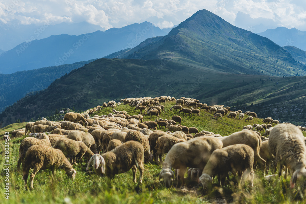 Sheep herd on a green pasture in Dolomiti mountains. Sunset light, sheep eating grass in mountain landscape.