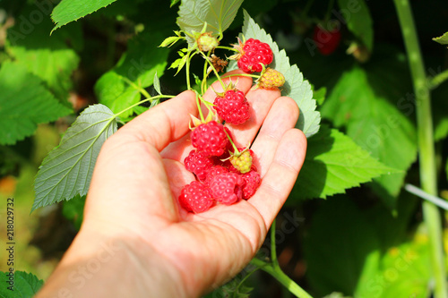 Female hands with red raspberry on raspberry branches background