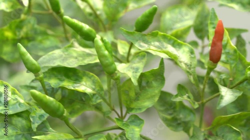 Hot chili plant photo