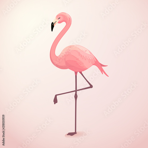 Fototapeta ptak natura ładny flamingo