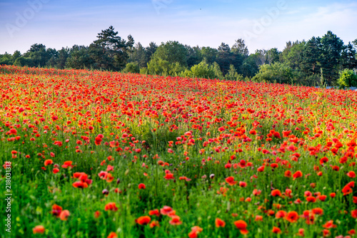 Red poppy blooms in a colorful  abstract and vibrant blossom field  a meadow full of blooming summer flowers  on romantic evening during sunset. Morning dew in grass. Magical moment at countryside