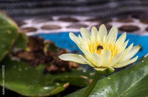 White lotus blossoms out beautifully.