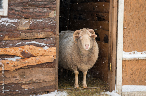 The ram is standing in the door of the barn. Snow. Winter.
