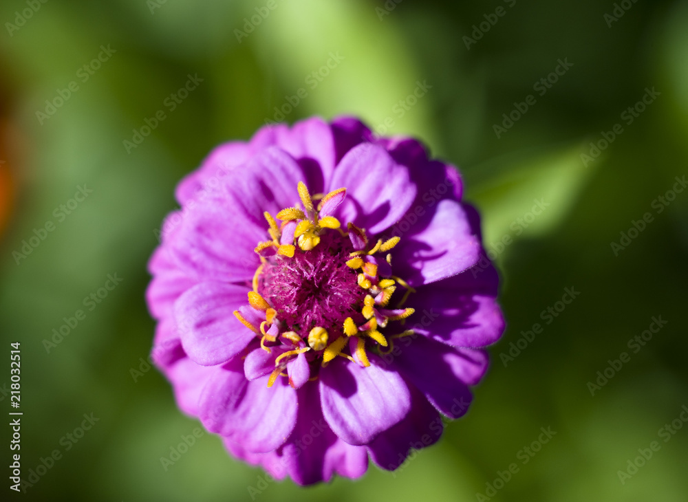 Village. Garden. Beautiful flowers. Summer. Autumn. August. Village. Garden. Beautiful flowers. Summer. Autumn. August.