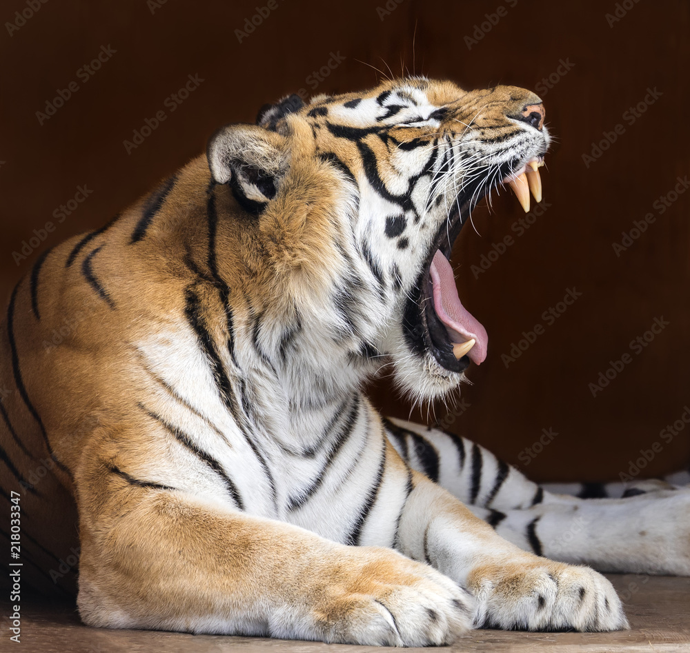 Fototapeta premium Zamknij się widok ryk bengalskiego tygrysa (Panthera tigris tigris)