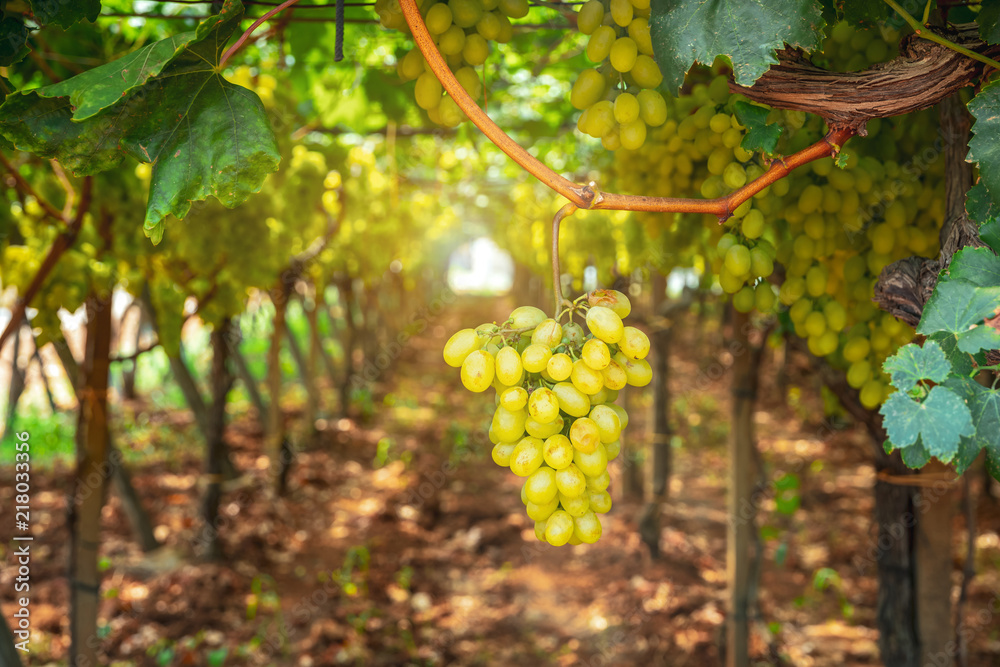 Grapes in the vineyard