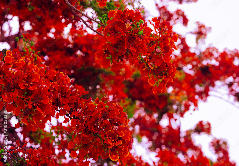 Royal Poinciana, or known as Flamboyant, is known for its stunning red and green appearance and fern-like leaves Royal Poinciana, or known as Flamboyant, is known for its stunning red and green appearance and fern-like leaves