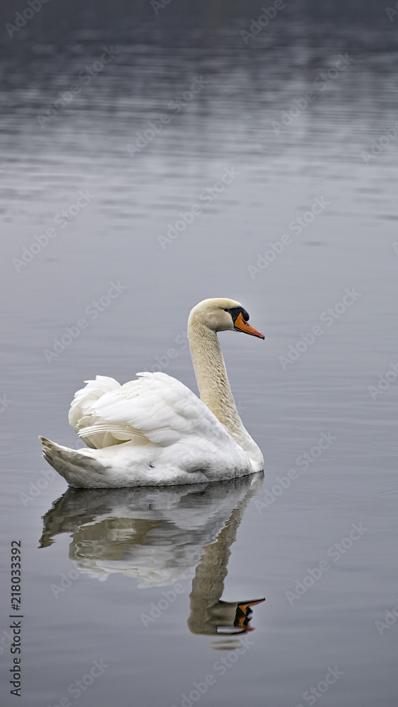 Fototapeta premium Schwan