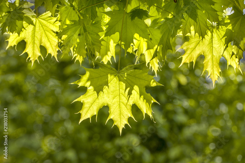 Green Leaves in Morning Light