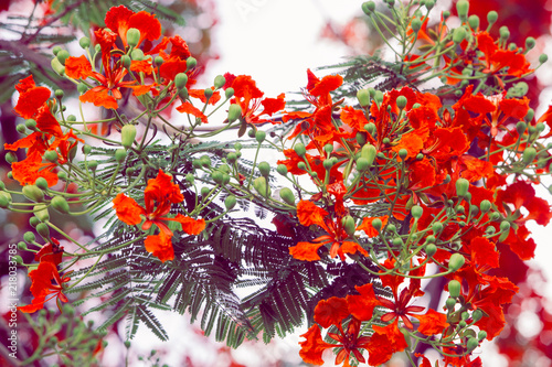 Royal Poinciana  or known as Flamboyant  is known for its stunning red and green appearance and fern-like leaves