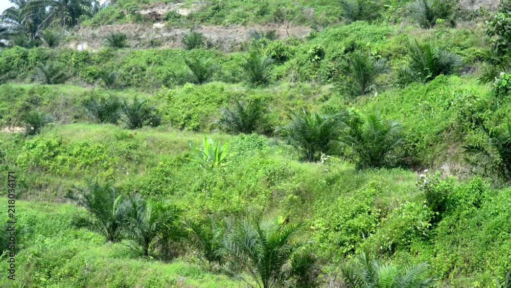 Palm oil plantation Palm oil plantation