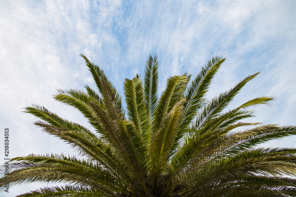 Coconut Palm tree with sky and clouds