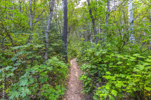 Forest foliage trails in Provo Canyon
