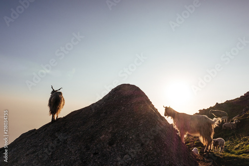 Goat s Sunset 