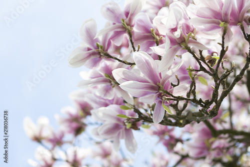Blooming magnolia in spring time
