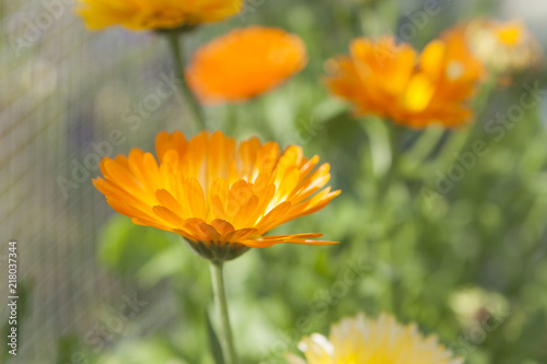 Blooming calendula officinalis in garden  marigold