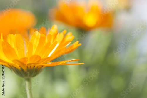 Blooming calendula officinalis in garden, marigold