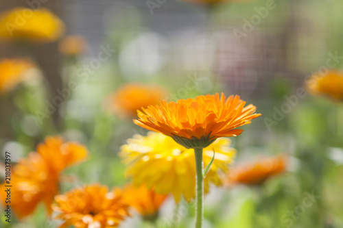 Blooming calendula officinalis in garden, marigold