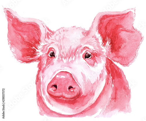Isolated watercolor clipart with watercolor pig.