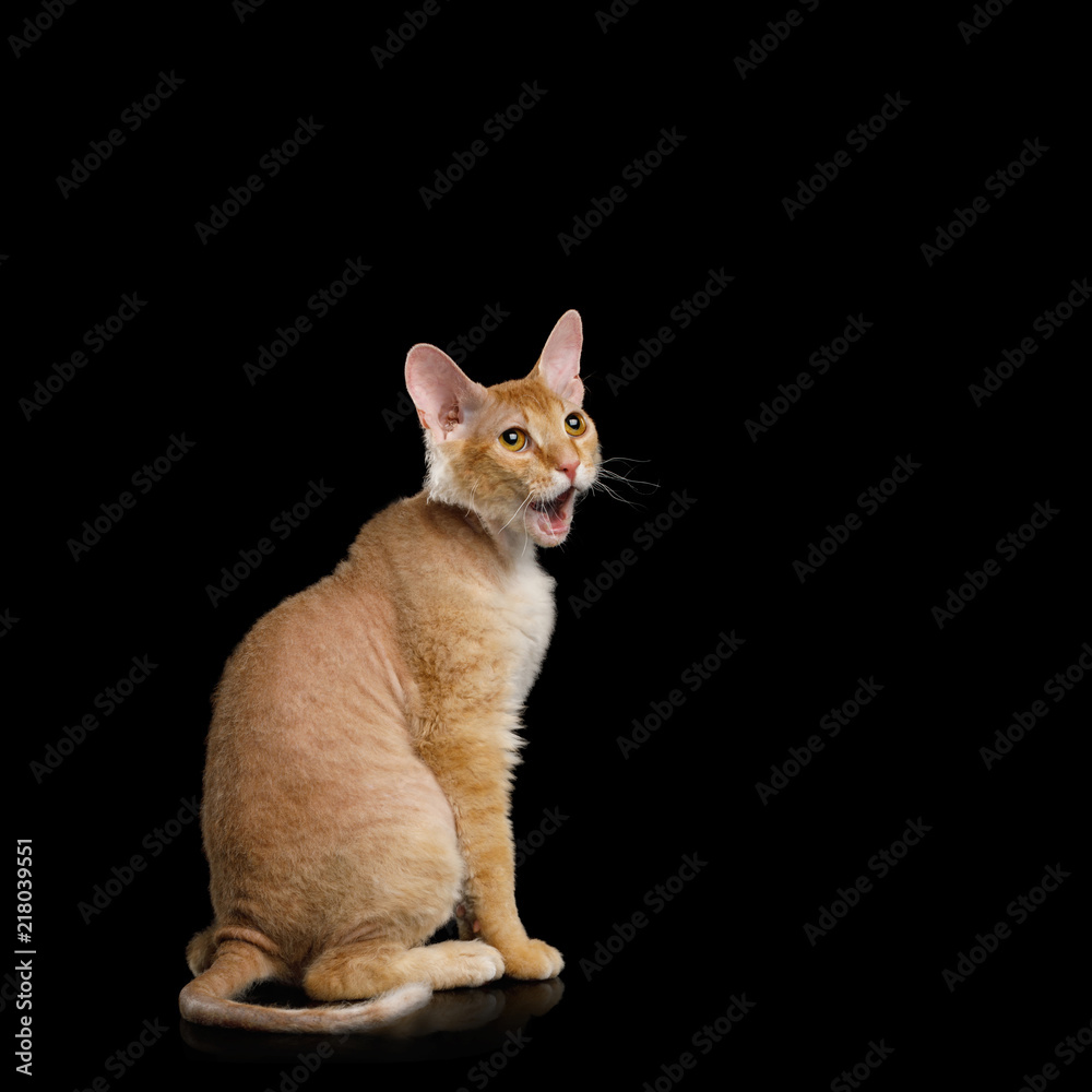 Surpraised Ginger Sphynx Cat Sitting with opened mouth Stare up on Isolated Black background