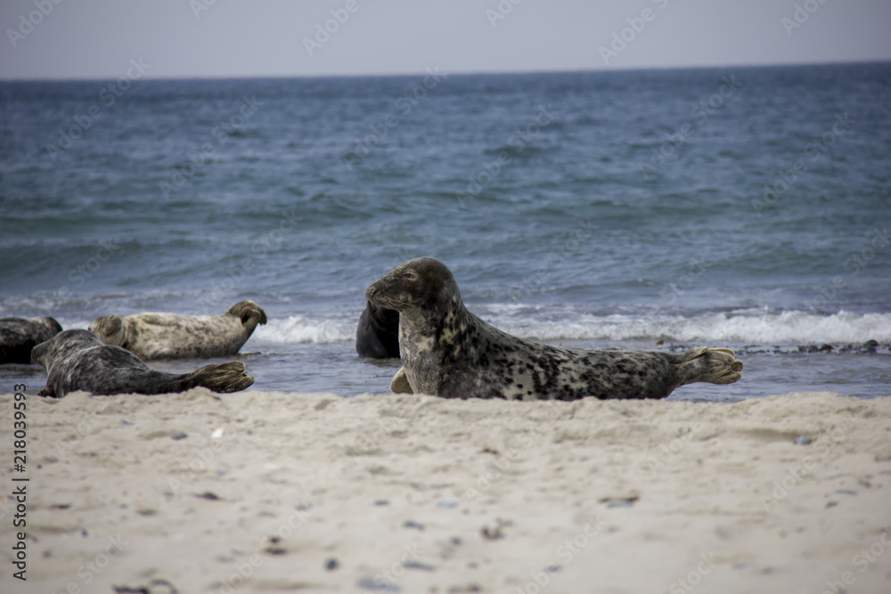 Great Seal lying on the beach. Düne, Helgoland, Germany.