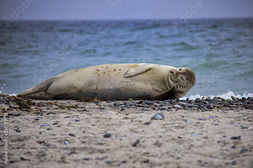 Harbor seal lying on the beach. Düne, Helgoland, Germany.
