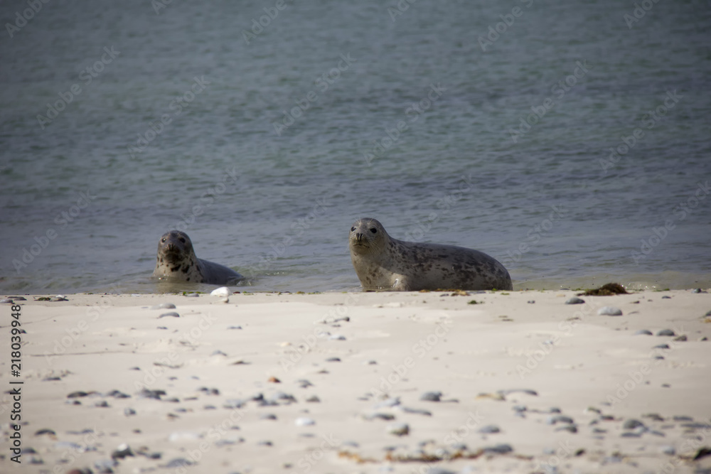 Fototapeta premium Seals on the beach. Düne, Helgoland, Germany.