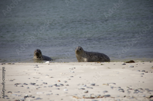 Seals on the beach. Düne, Helgoland, Germany.