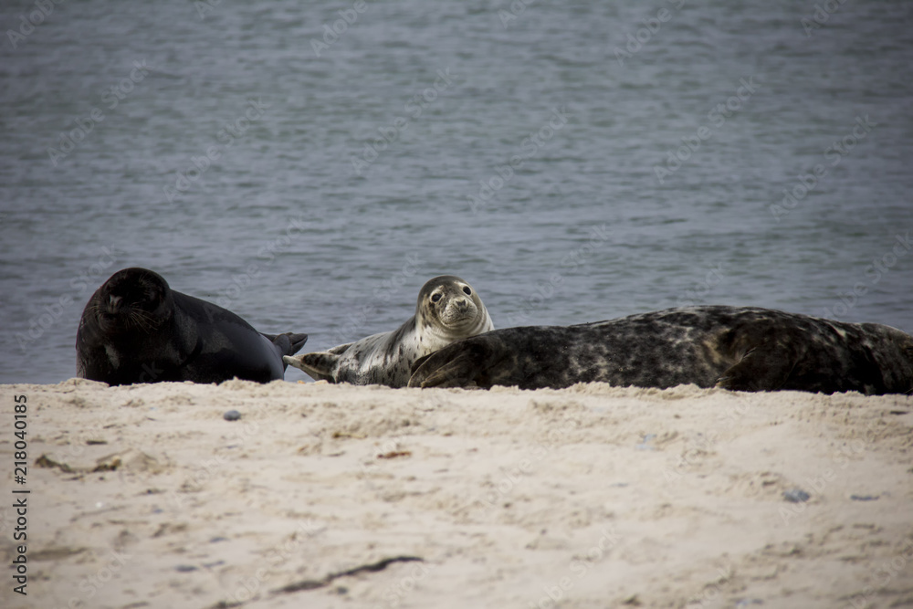 Fototapeta premium Harbor seal on the beach. Düne, Helgoland, Germany.