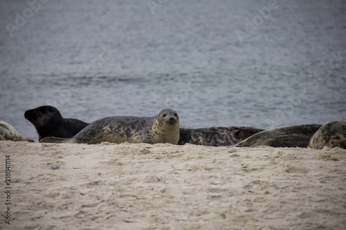 Harbor Seal lying on the beach. Düne, Helgoland, Germany.