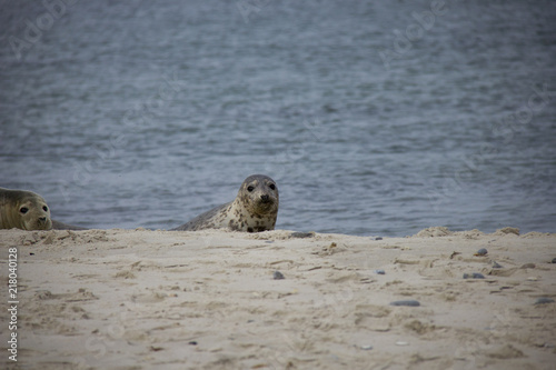 Harbor seal on the beach. Düne, Helgoland, Germany.